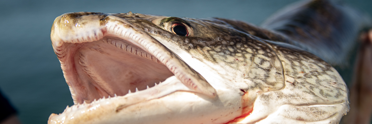 Lake trout's mouth with sharp teeth and eye