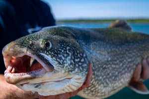 head and mouth of a lake Michigan lake trout