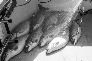 Pile of lake trout in back of boat.
